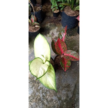 paket live 2 aglonema red stardas dan tisu harmoni