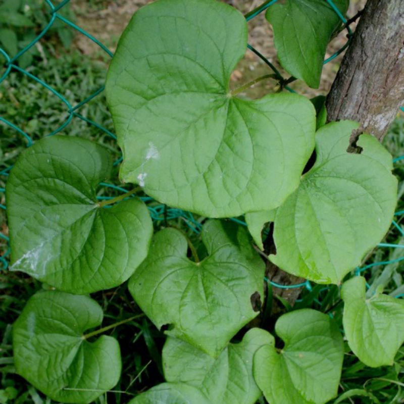 

Daun Gembili Per Lembar