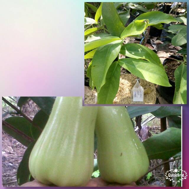 Bibit Jambu air madu deli