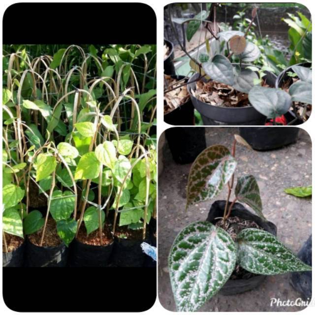 3 paket bibit tanaman sirih hijau merah hitam pohon sirih