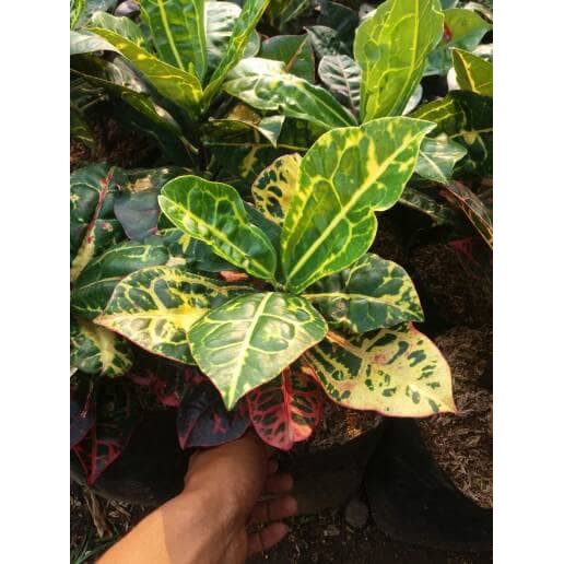 Pohon puring kura Tanaman hias puring kura croton puring kura-kura