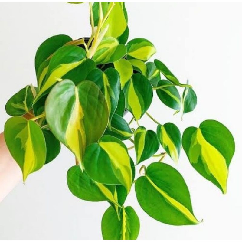 tanaman hias sirih gading brazil-tanaman rambat sirih gading brazil-sirih gading brazil