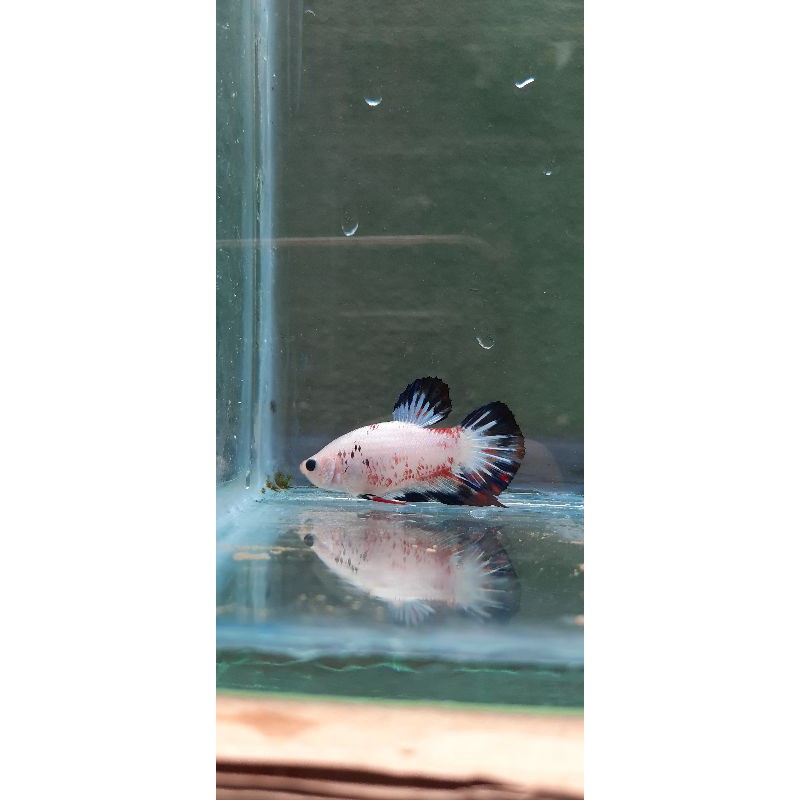 

Ikan cupang hias Multicolor (Rimtail)