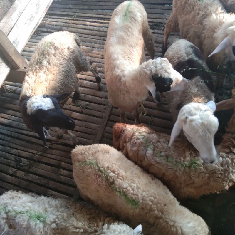Domba/kambing Aqiqah/Qurban