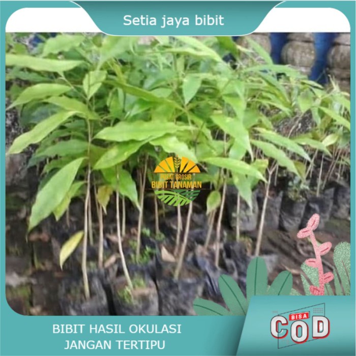 Asli bibit gaharu Terlaris