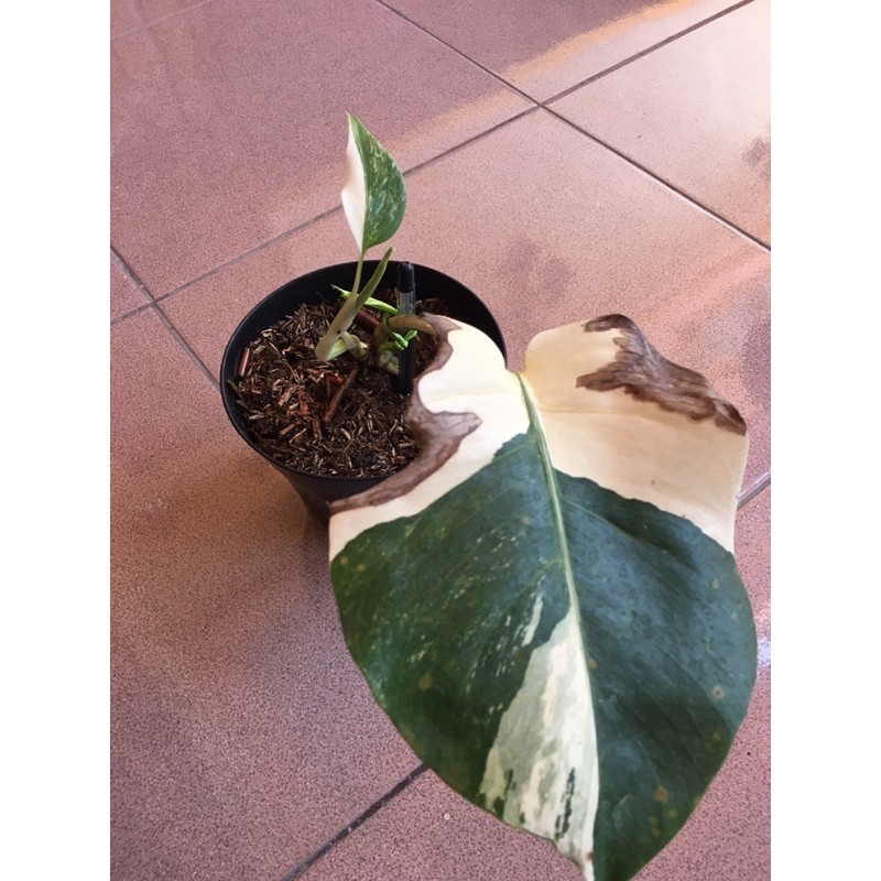 monstera variegata/ monstera varigata halfmoon