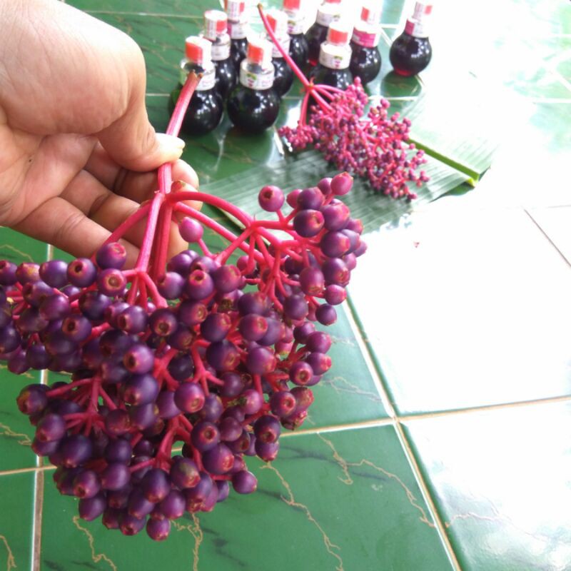 

BUAH PARIJOTO PENYUBUR KANDUNGAN
