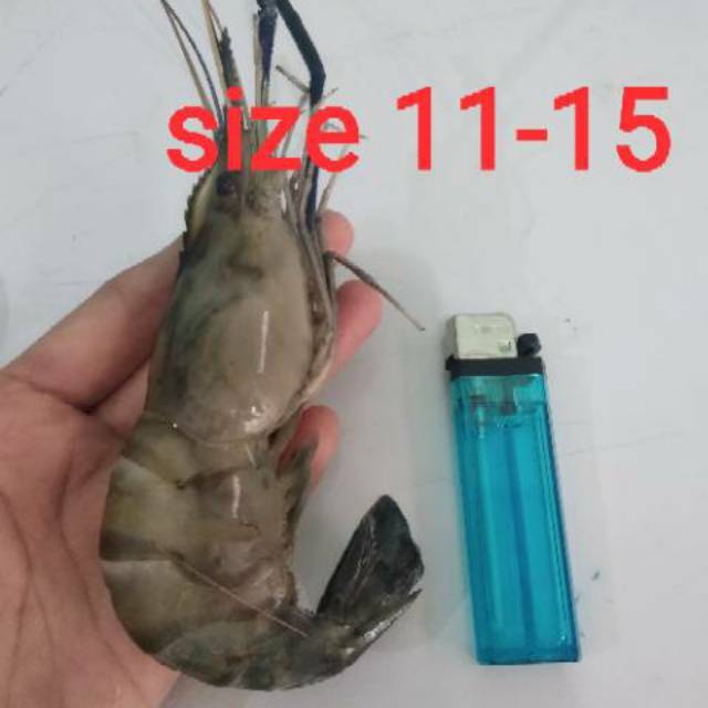 

Udang Galah Isi 11-15 Ekor Per Kg. Seafood Udang
