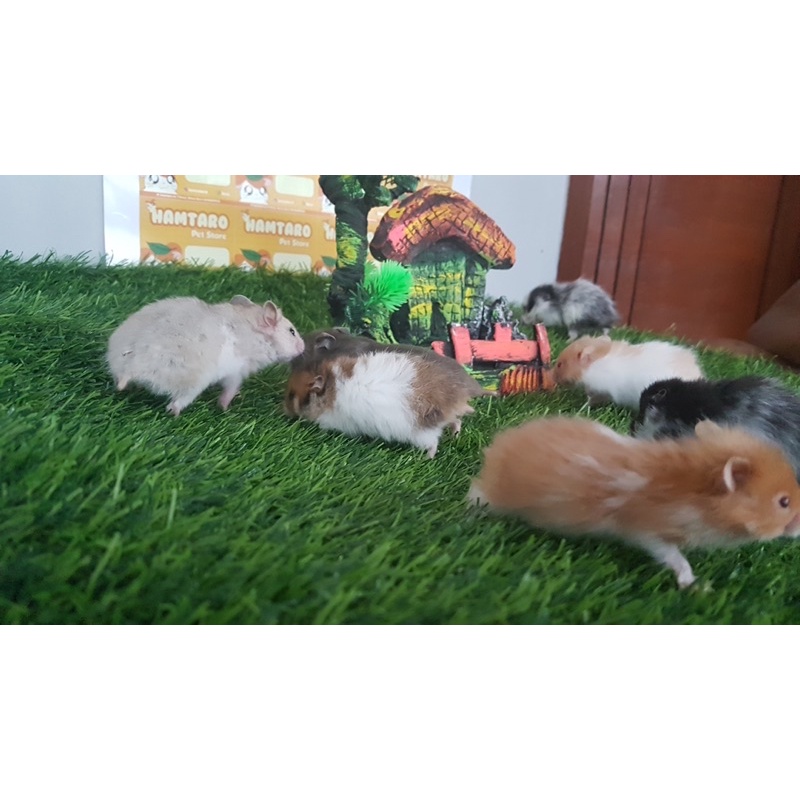 Hamster Syirian Hewan Peliharan Lucu