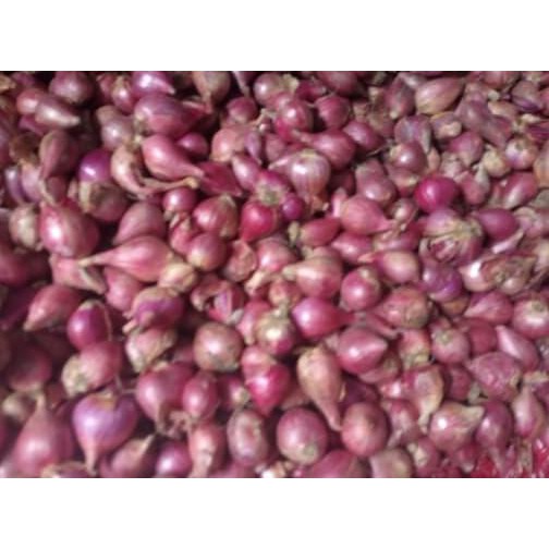 

Cuci Gudang Awal Tahun Bawang Merah (sedang) Diskon