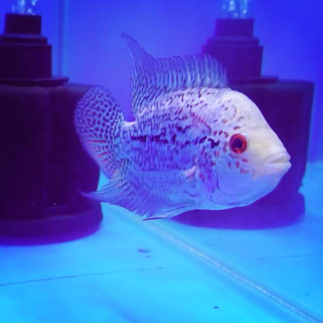 Ikan louhan / lohan/ cencu/ F3 / cencu indonesia