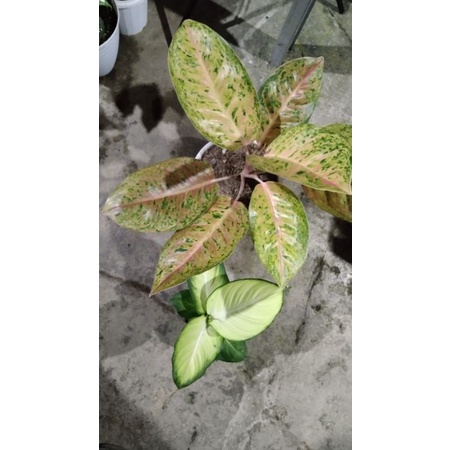 Aglaonema bigroy, diven tisu harmoni