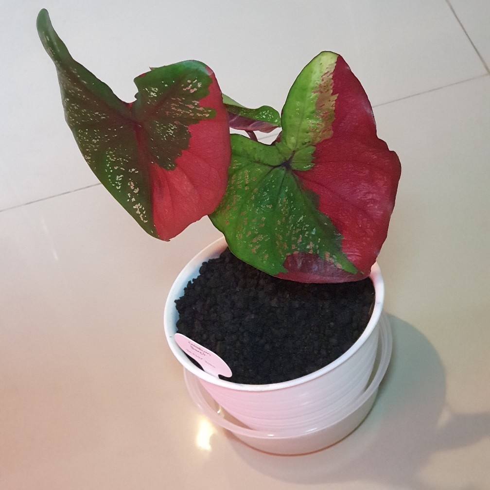 Packing Kardus Tebal/ Packing Tambahan