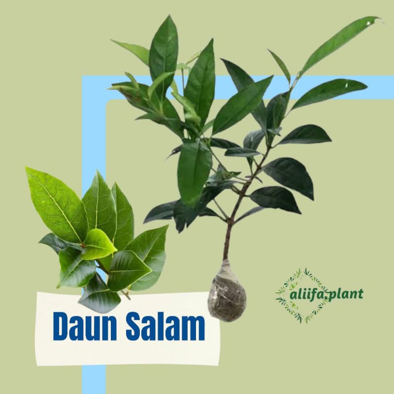 Bibit Daun Salam // daun salam