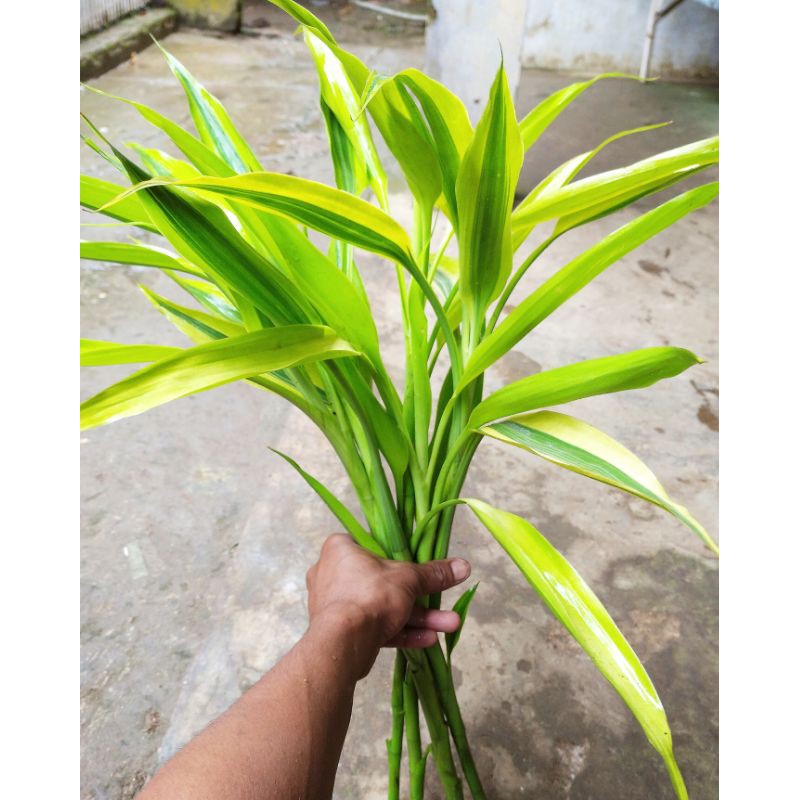 variegata sri rejeki bambu hoki bambu cina