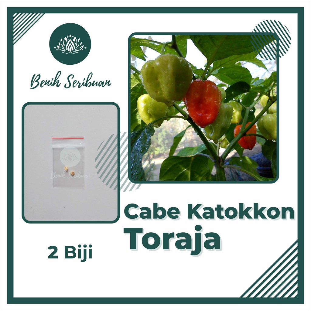 Bibit Cabe : 2 Benih Cabai Katokkon Toraja Super Asli Tanaman Hias Sangat Pedas Sayuran Lada Premium