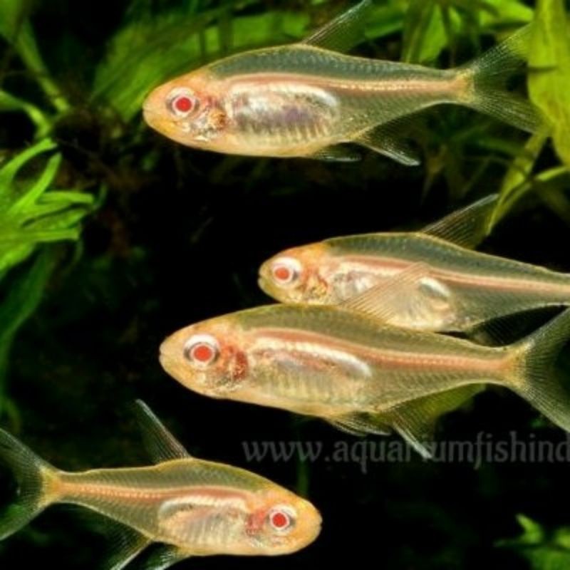neon api albino tetra