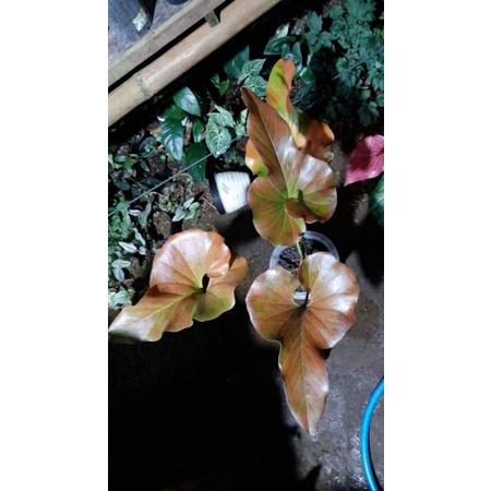 BABY ANTHURIUM CORONG MERAH