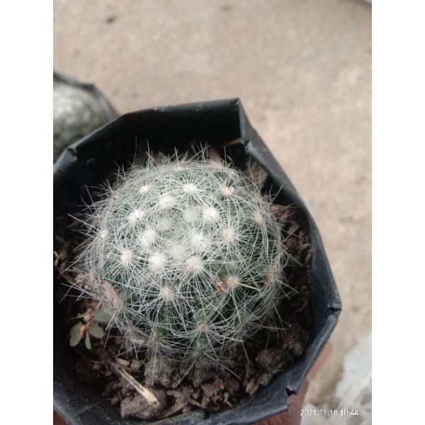 kaktus import/kaktus murah/kaktus pasaman/kaktus ownroot