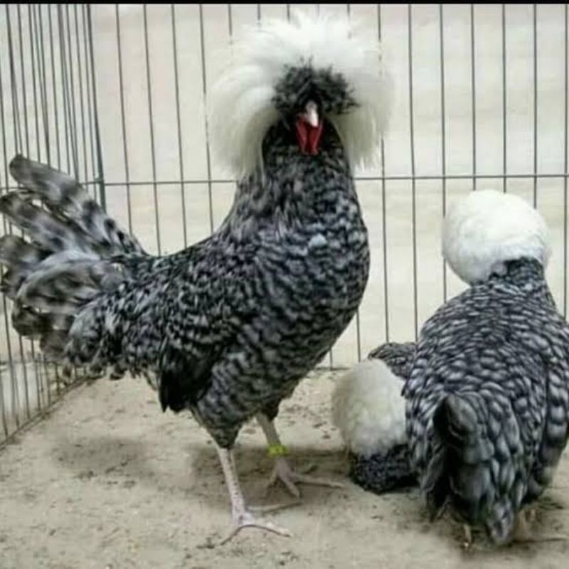 TELUR AYAM HIAS POLAND BULU WALIK / BULU ORI