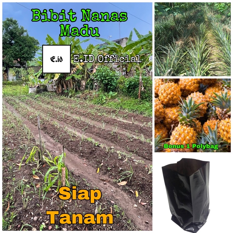bibit nanas madu