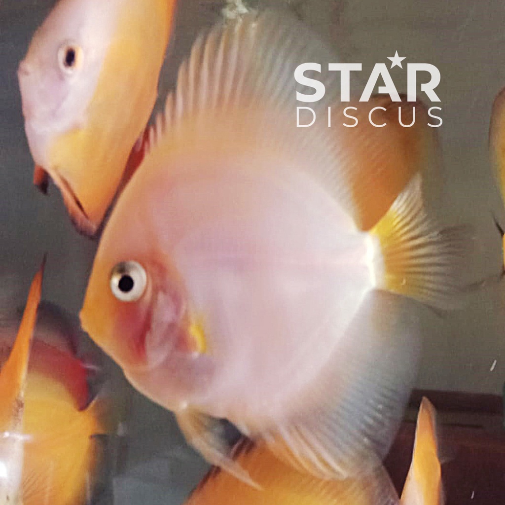 Discus White Diamond Bulldog ukuran 2,5 inch (-)