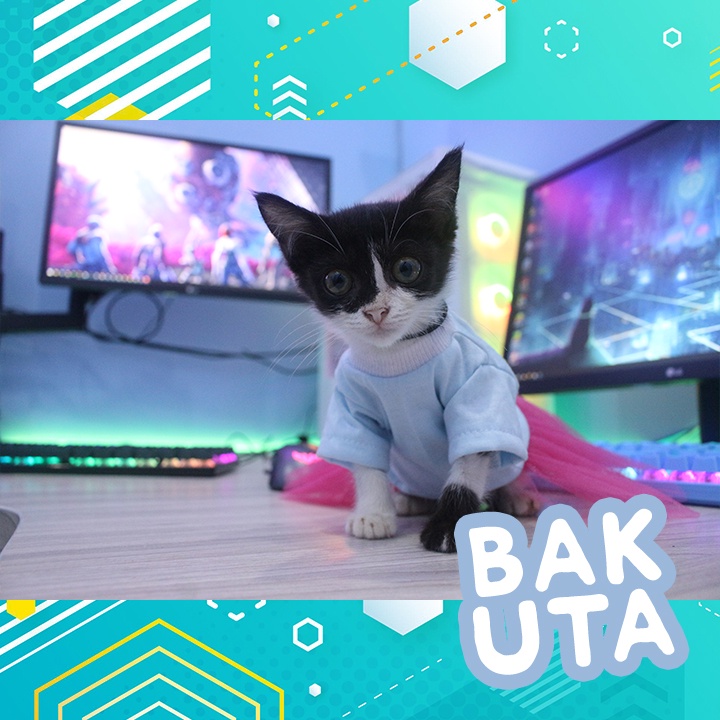 Dress tutu kelinci biru terbaru baju kucing dan anjing / baju kucing murah size S-XL