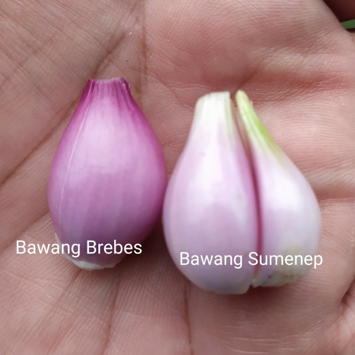 

Q12 Bawang Goreng Sumenep Depot Mk 100Gr - Original Dw51qs