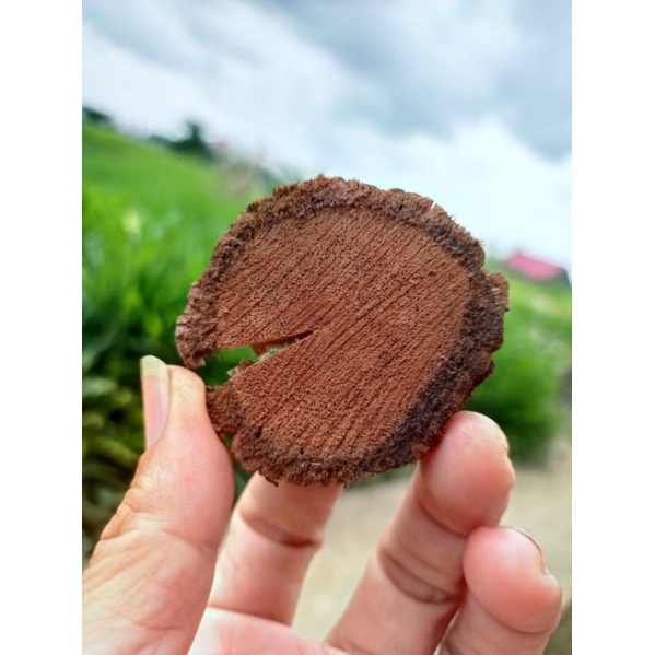 

Bajakah Tampala Super Premium