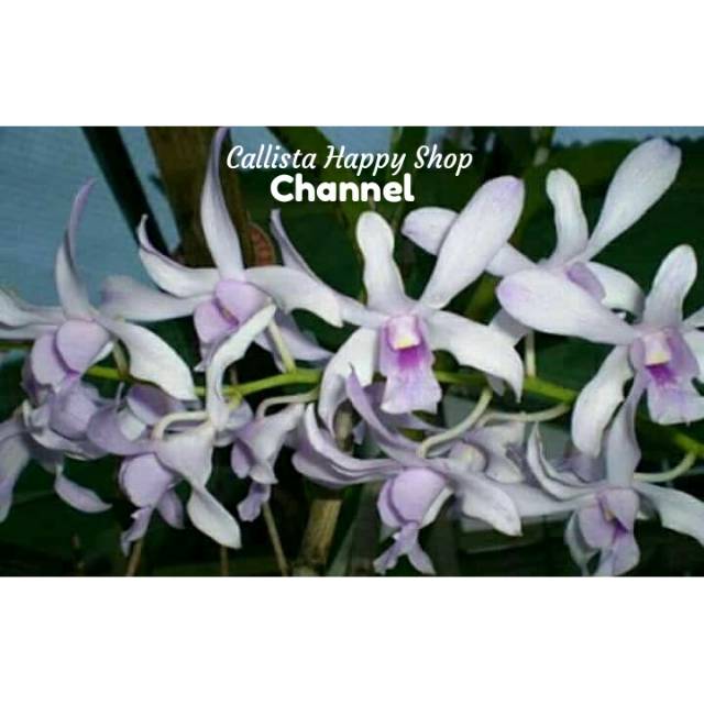Anggrek Dendrobium Chanel