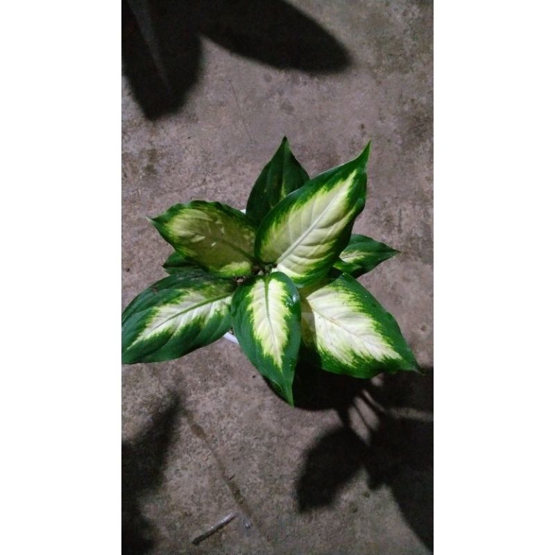

TANAMAN DIVEN REMBULAN