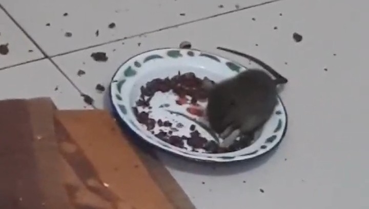 Obat Pembasmi Tikus Paling Ampuh Ramtus Racun Tikus Mati Kering Tidak Bau Racun Tikus Mobil 12 Pack