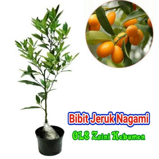 Bibit Jeruk Nagami, Manis, kulitnya manis bisa dimakan