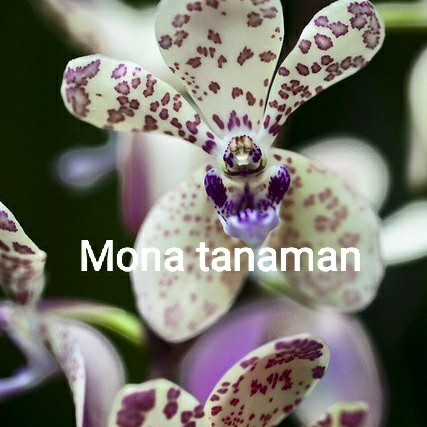 bibit bunga anggrek dendrobium bunga anggrek dendrobium bunga abj .