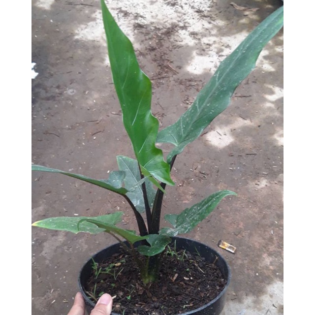 Tanaman pilodendron keris papua - tanaman hias - tanaman keris papua