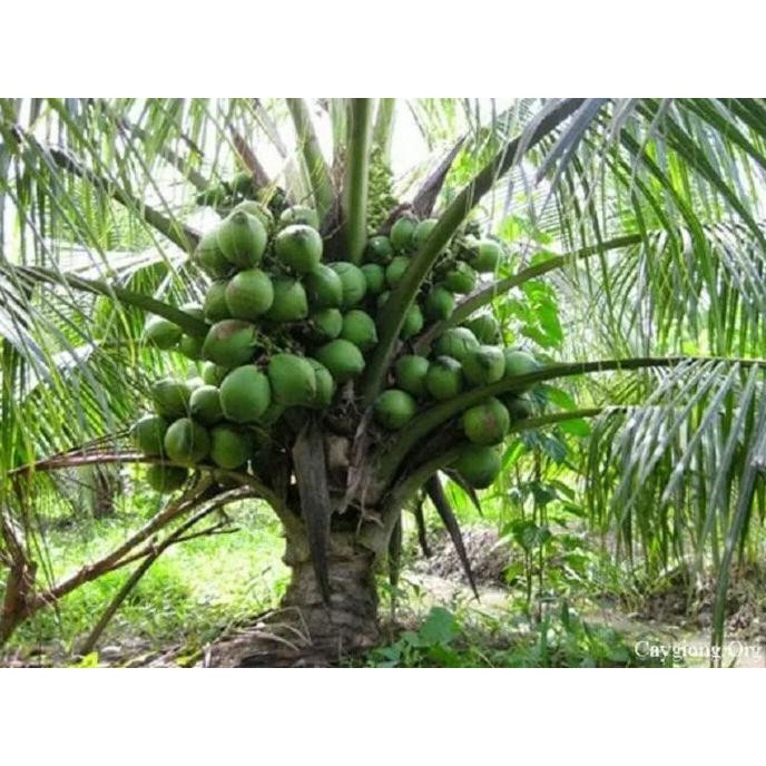 *_@ Bibit Pohon Kelapa Genjah Entok-Pohon Kelapa Pendek