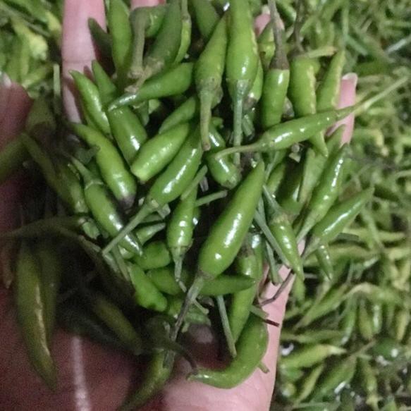 

★FRESS★ xs-184 Cabe Rawit Ijo ™