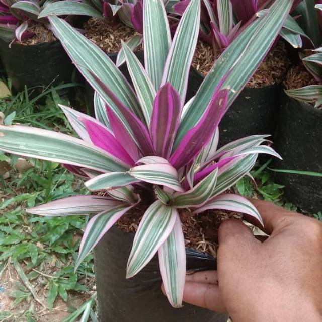 Tanaman hias adam hawa varigata - adam hawa varigata - tanaman adam hawa varigata