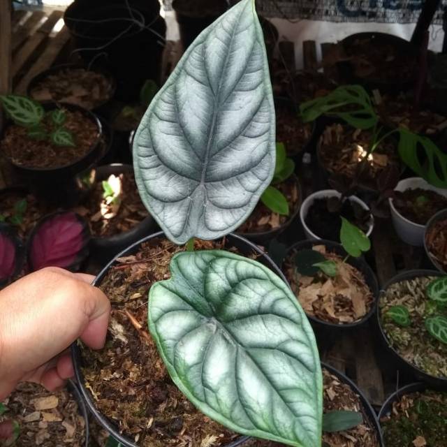 Tanaman Hias Alocasia Nebula
