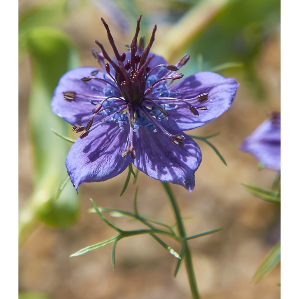 Benih Bibit Biji - Bunga Nigella Midnight (Nigella papillosa) Starry Night Flower Seeds - IMPORT