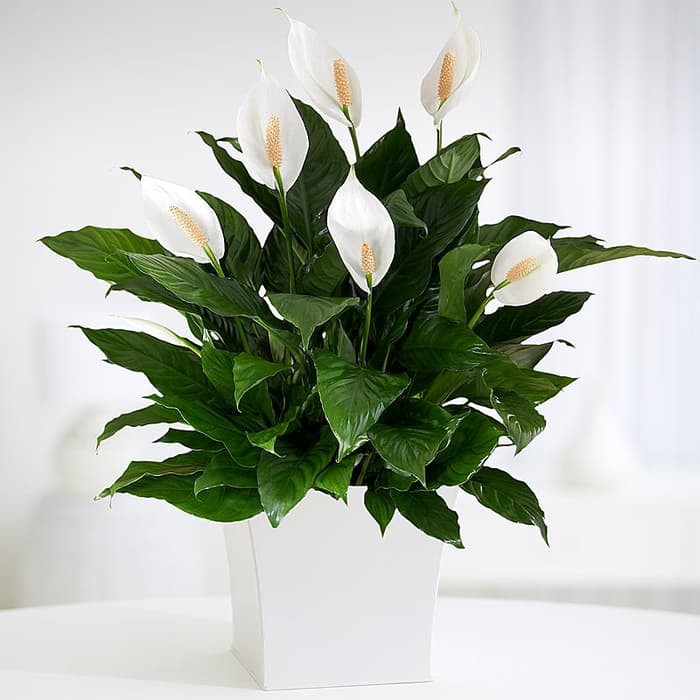 Tanaman Bunga Peace Lily