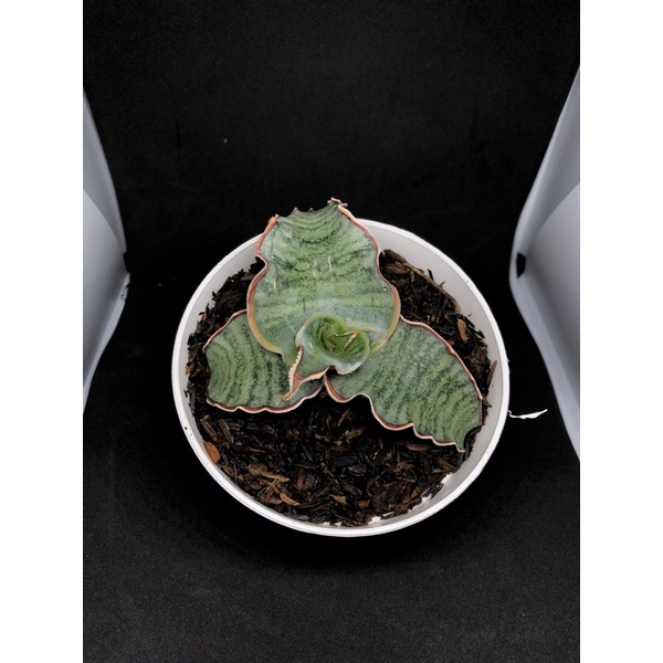 Sansevieria Silver Blue