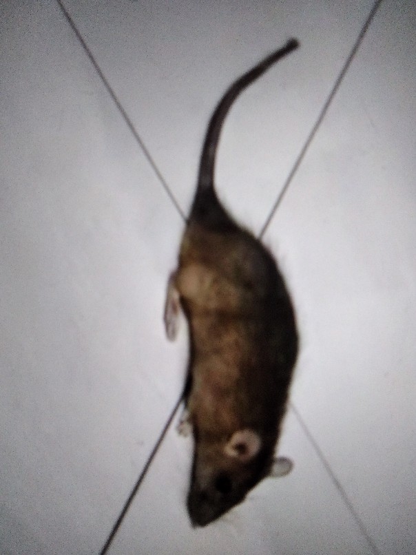 Ramtus Racun Tikus Ampuh Mati Kering Tidak Bau Pembasmi Curut Wirog Mencit Dirumah Di Mobil 6 Pack