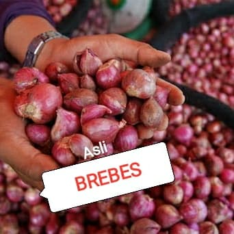 

Siap Kirim Brambang Bawang Merah Besar 500Gram