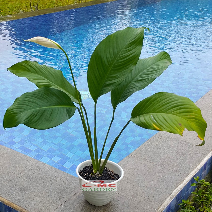 Tanaman Hias Pohon Sepatu Filum Peace Lily Spatyfhilum Floribundum Bunga Lili  Perdamaian PS-4050