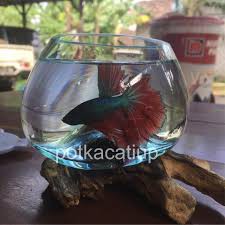 Aquarium Kaca Tiup Bali 2