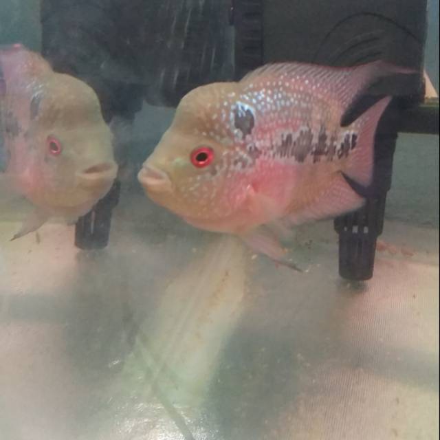 Ikan lohan