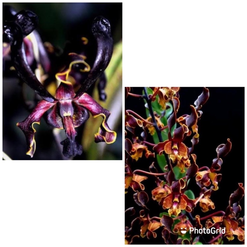 anggrek dendrobium black spider x ken arok