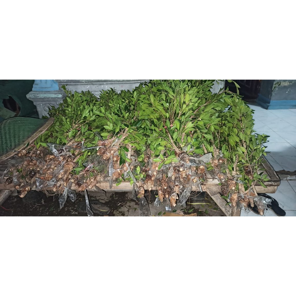 Cangkok pohon kimeng full pucuk/cangkok kimeng murah besar jari telunjuk