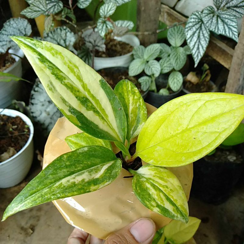 antorium jemani tornado varigata